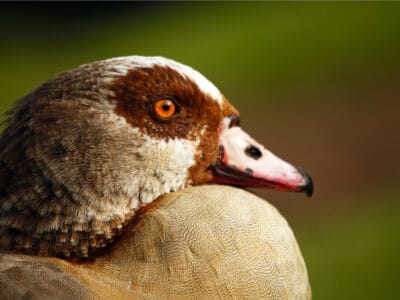 A Egyptian Goose