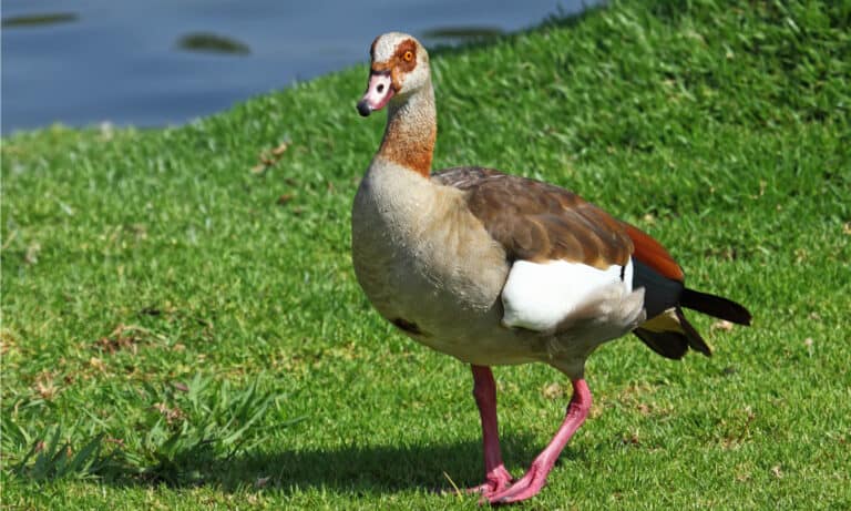 Egyptian Goose on the green grass. The mostly brown coloring helps this bird blend in with the grass in river areas.