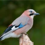 Eurasian Jay