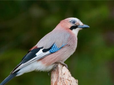 Eurasian Jay Picture