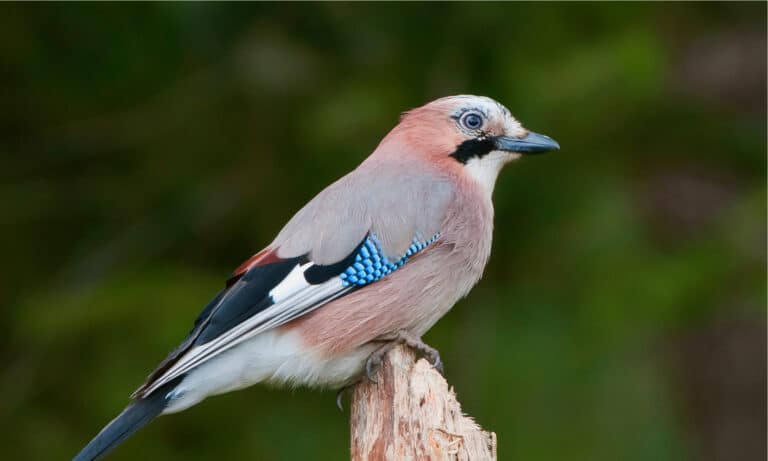 The Eurasian Jay is one of the most common songbirds in Eurasia.
