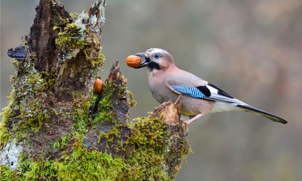 Eurasian jay with a walnut in the beak perched on a log. These birds spend most of their day flying around and foraging in trees.