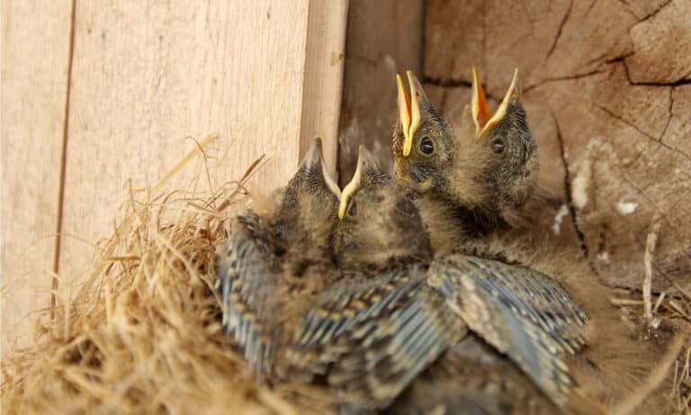 Four young chicks of the Eurasian Jay. They are born almost completely naked and blind, dependent on the parents.