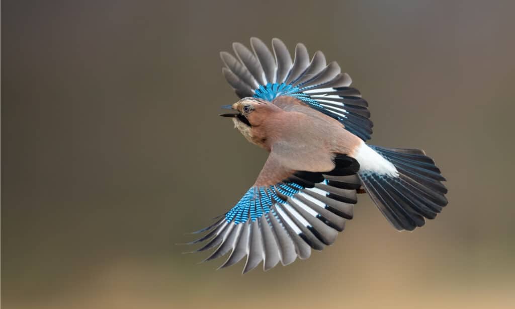 Eurasian Jay Bird Facts | Garrulus glandarius - AZ Animals