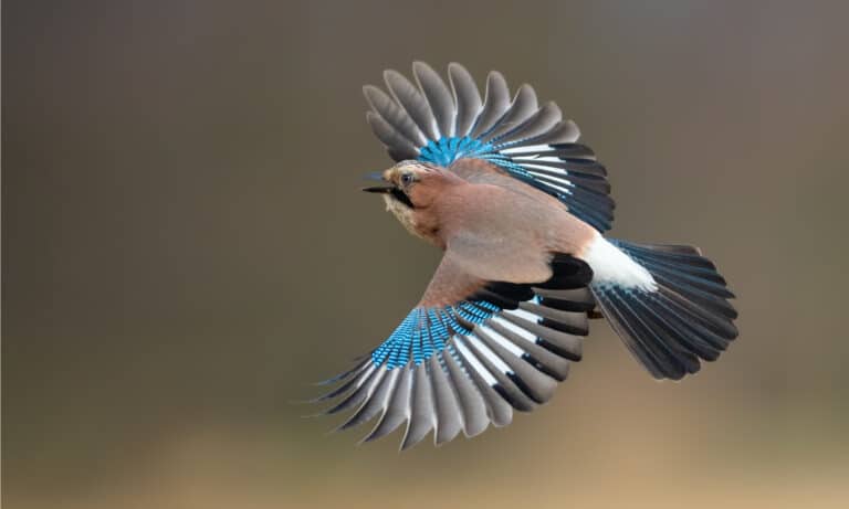 An Eurasian Jay flying with its wings extended. The body is characterized by reddish brown feathers with bright blue spots and black speckles along the wings.