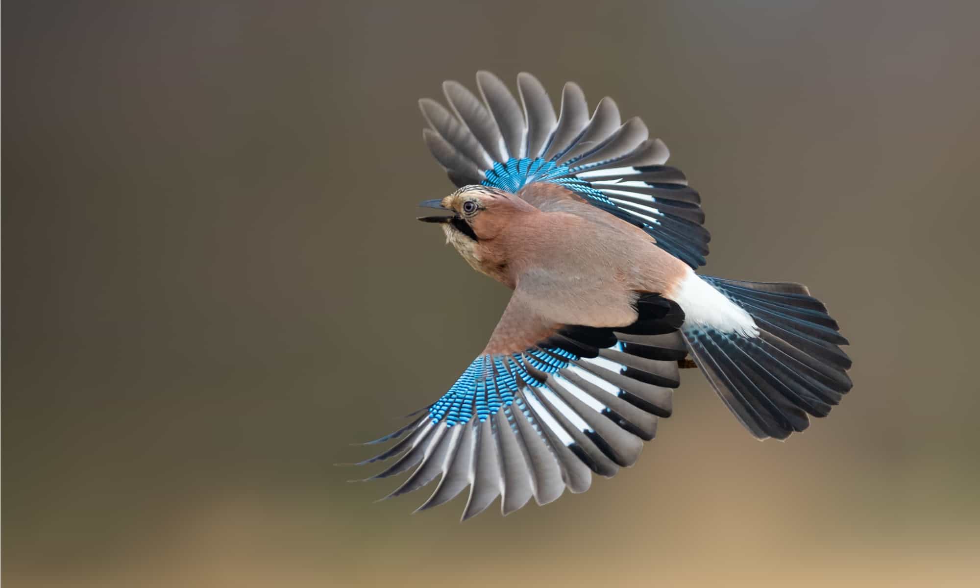9 Types Of Blue Birds In Wisconsin - AZ Animals