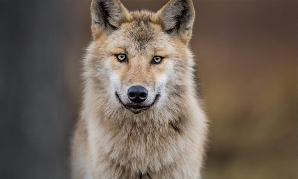 closeup of eurasian wolf