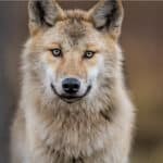 Eurasian wolf