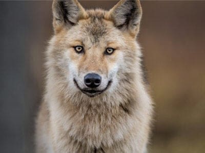 Eurasian Wolf Picture