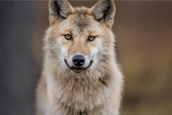 Eurasian wolves are found exactly as their name indicates — in parts of Europe and Asia.