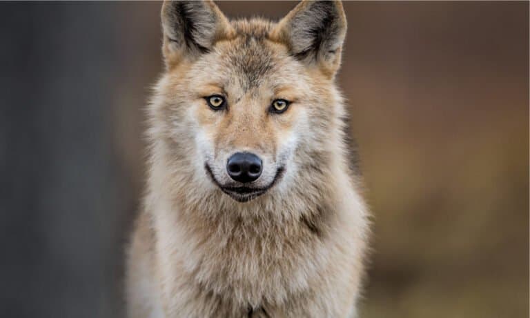 closeup of eurasian wolf
