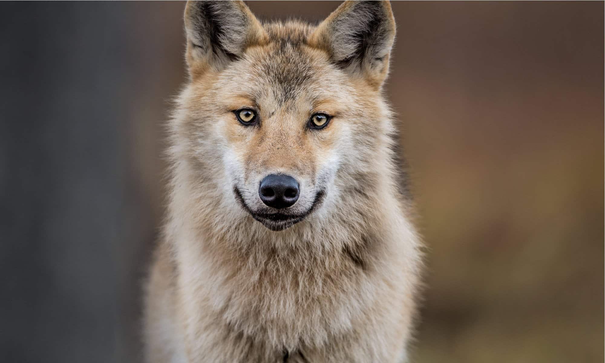 Eurasian Wolf - AZ Animals