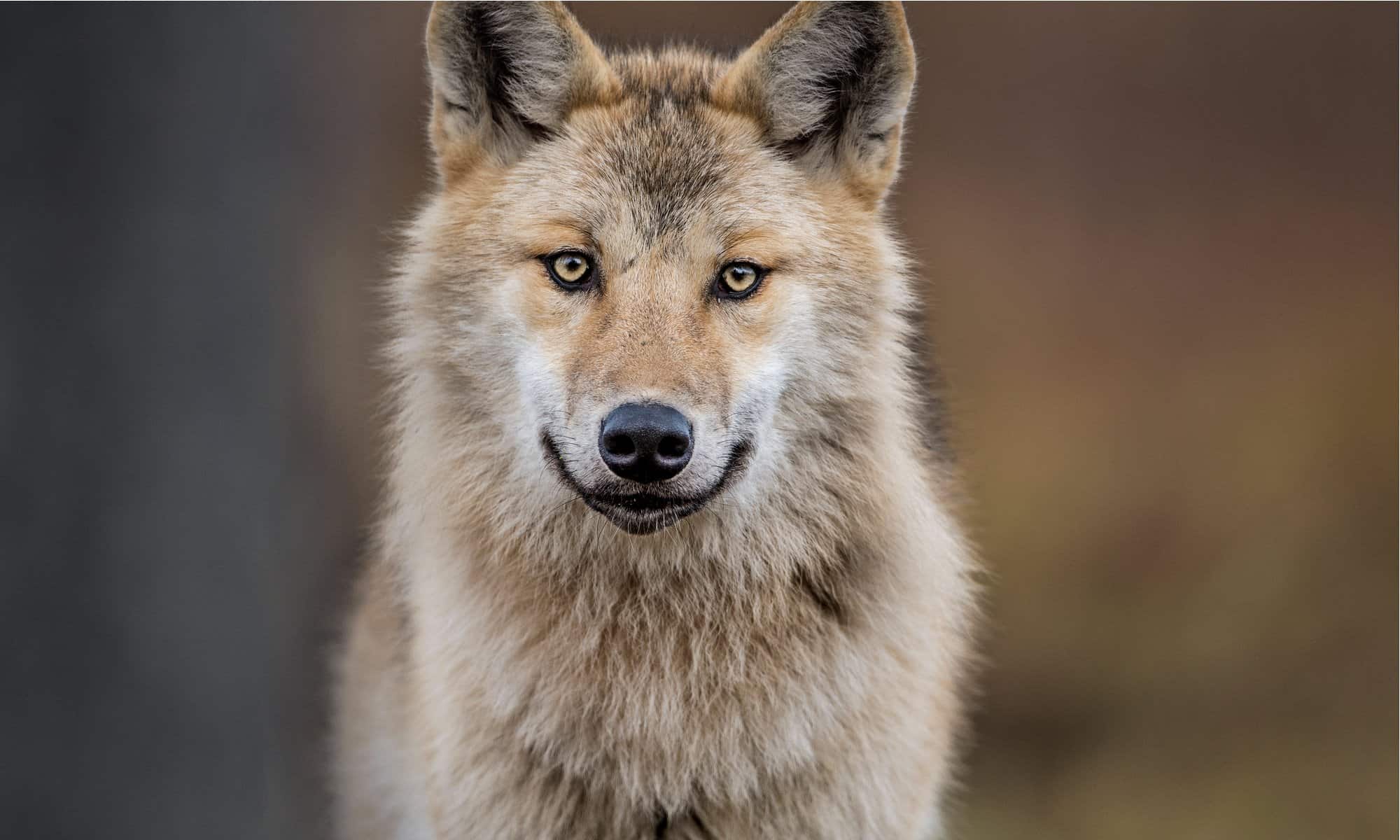 Wild population of wolves in Italy grows in size