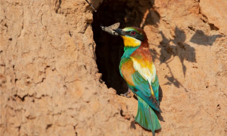 The European Bee-Eater builds a nest by burrowing into hillsides and slopes.