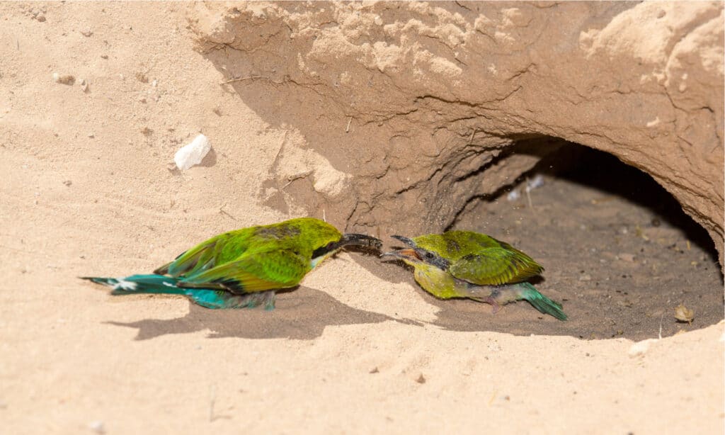 A mother European Bee-Eater feeding her baby an insect which she just caught.