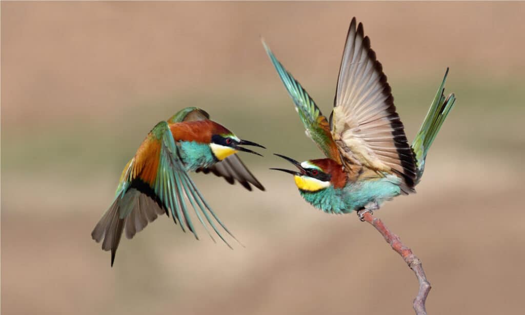 European Bee-Eaters duel for a twig. Their top flight speed is about 30 miles per hour.