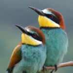 European bee-eater