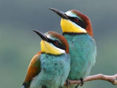 A Merops apiaster