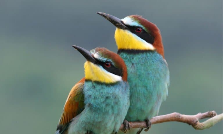 Enamoured couple of bee-eaters, perched on a twig.