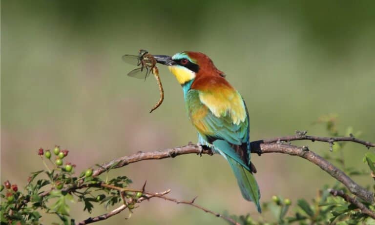 European bee-eater (Merops apiaster) sitting with an insect. European Bee-Eaters are very brightly colored birds. Their coloring contains just about every color of the rainbow, somewhat muted.