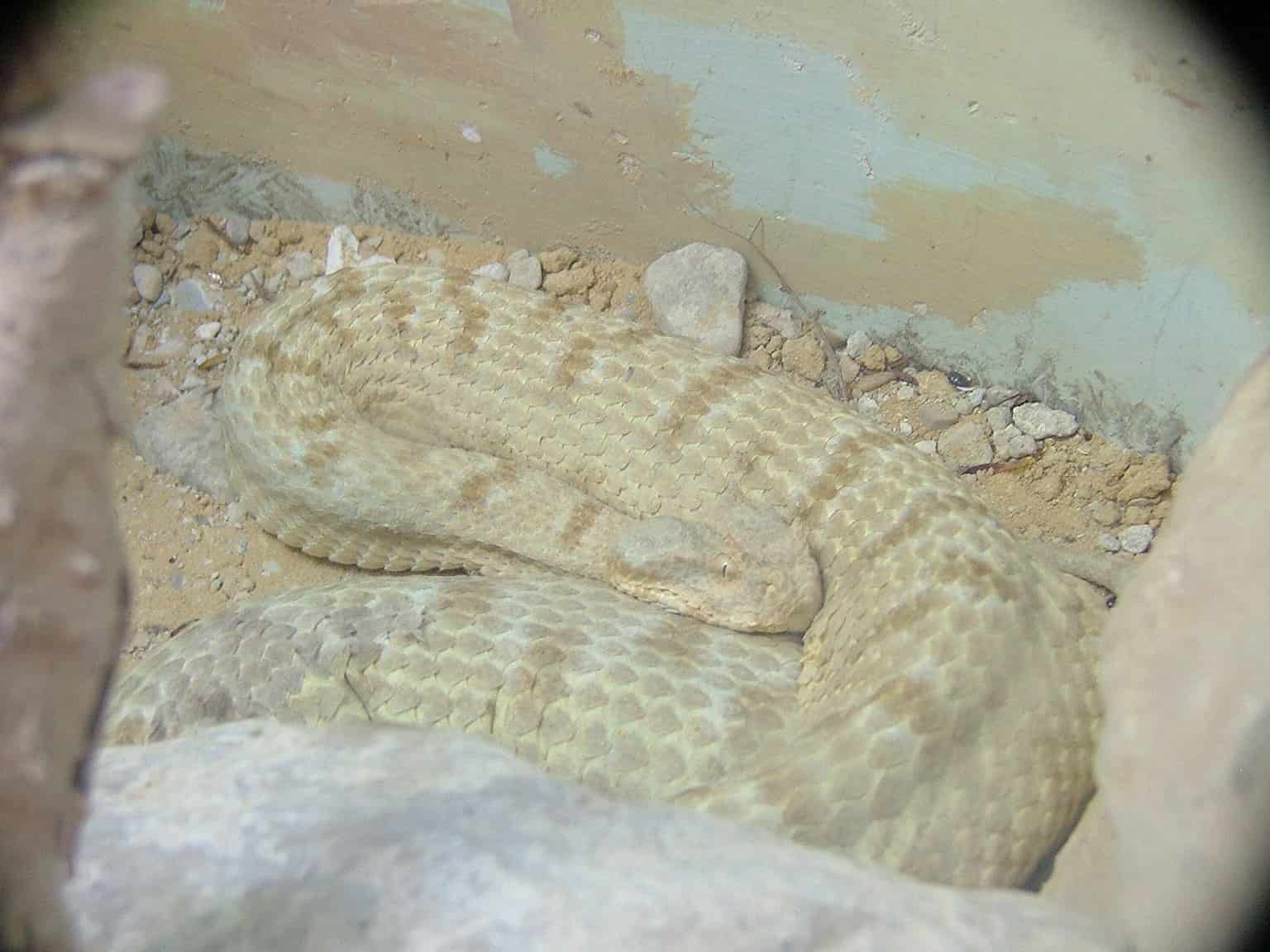 10 Snakes In Egypt - A-Z Animals