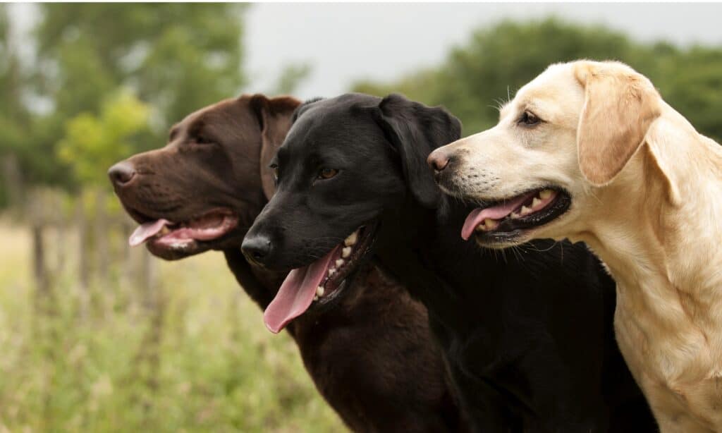 Labrador Retrievers come in three colors