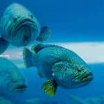 Atlantic goliath grouper