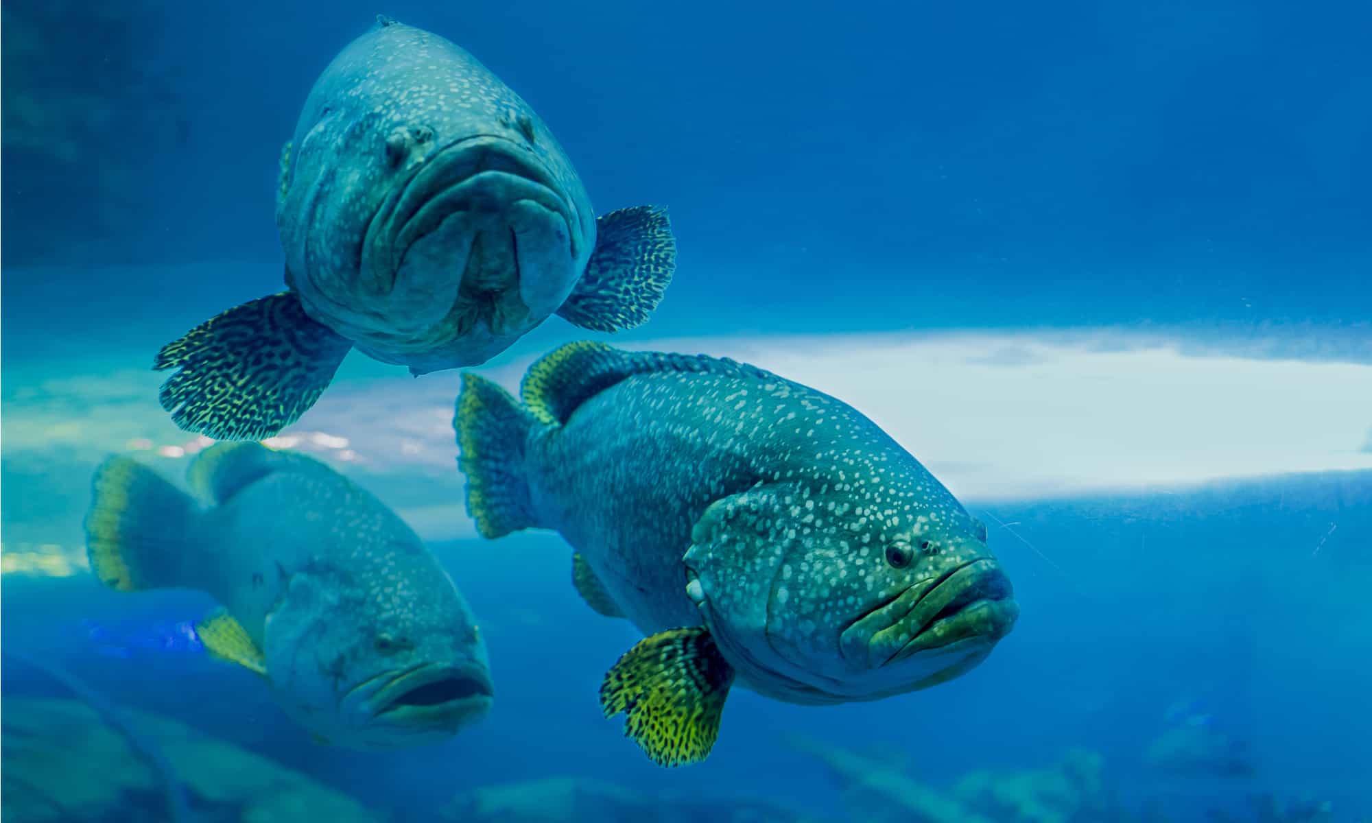 giant grouper fish attack