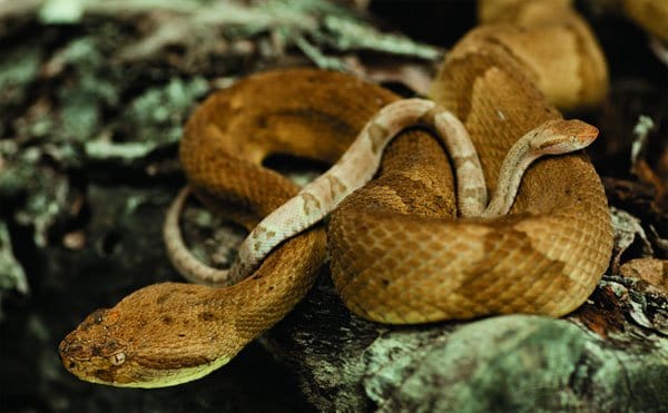 golden lancehead