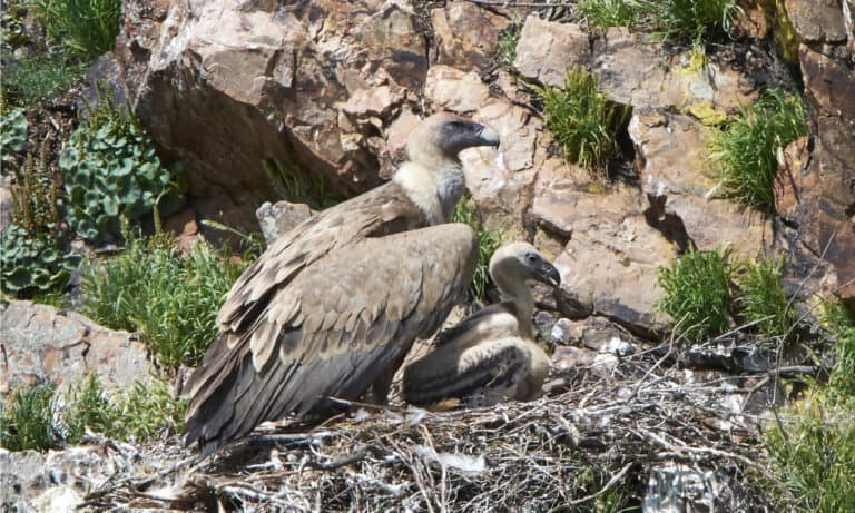 Griffon vulture in her nest with a little chick. During the breeding season, these birds build a nest of sticks hundreds of feet up on a cliff ledge.