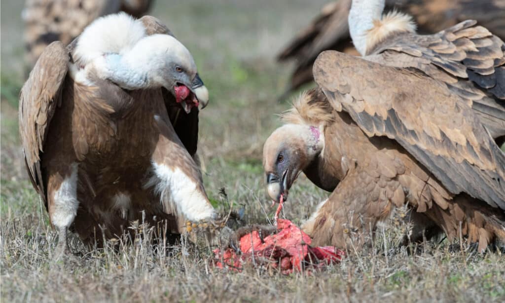 Griffon vultures are scavengers eating carrion.