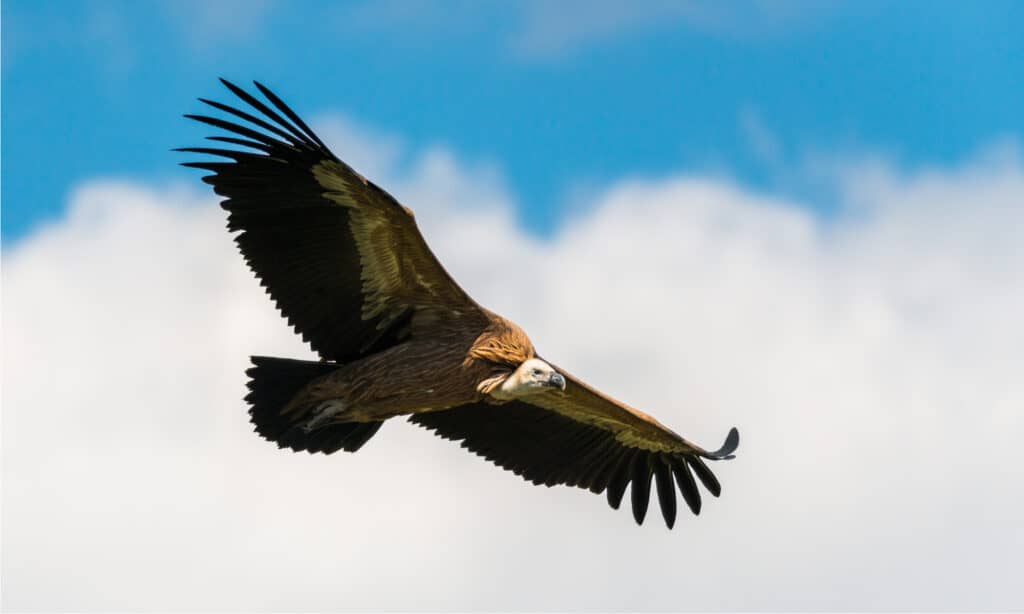 Its eight-to-nine-foot wingspan is just one of the many impressive facts about a griffon vulture.