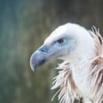 Eurasian Griffon Vulture