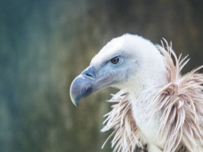 Griffon Vulture Picture