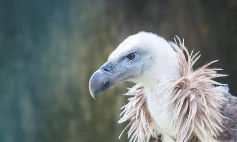 The Griffon Vulture is known for the ruff, or collar of white feathers around their neck. Their beak is yellow with a curved tip.