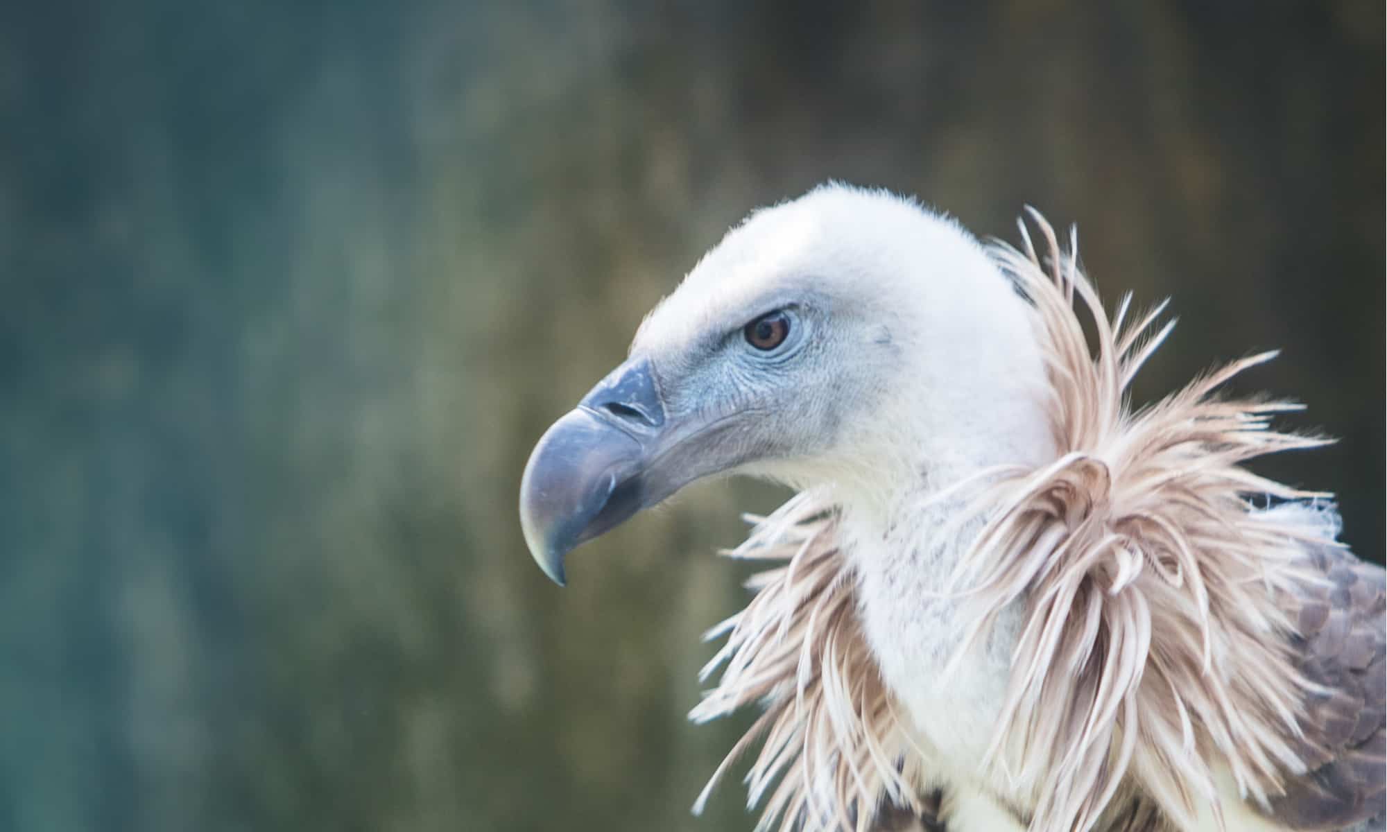 Griffon Vulture Bird Facts | Gyps fulvus - AZ Animals