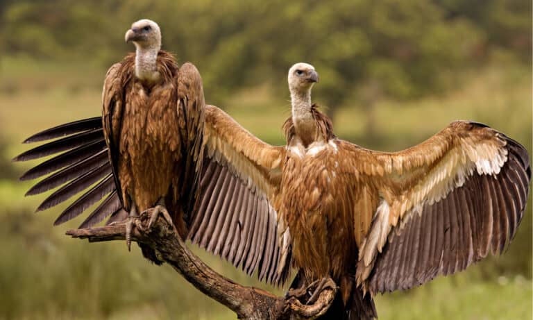 Griffon Vultures are social birds that live in vulture colonies.