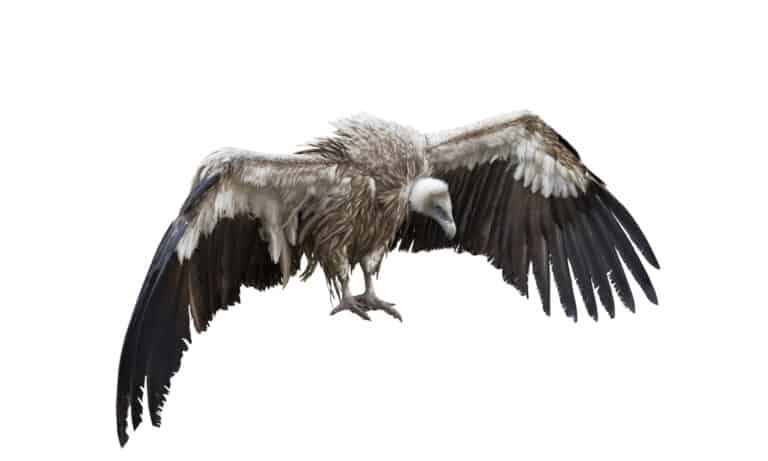 Griffon Vulture on white background isolated.
