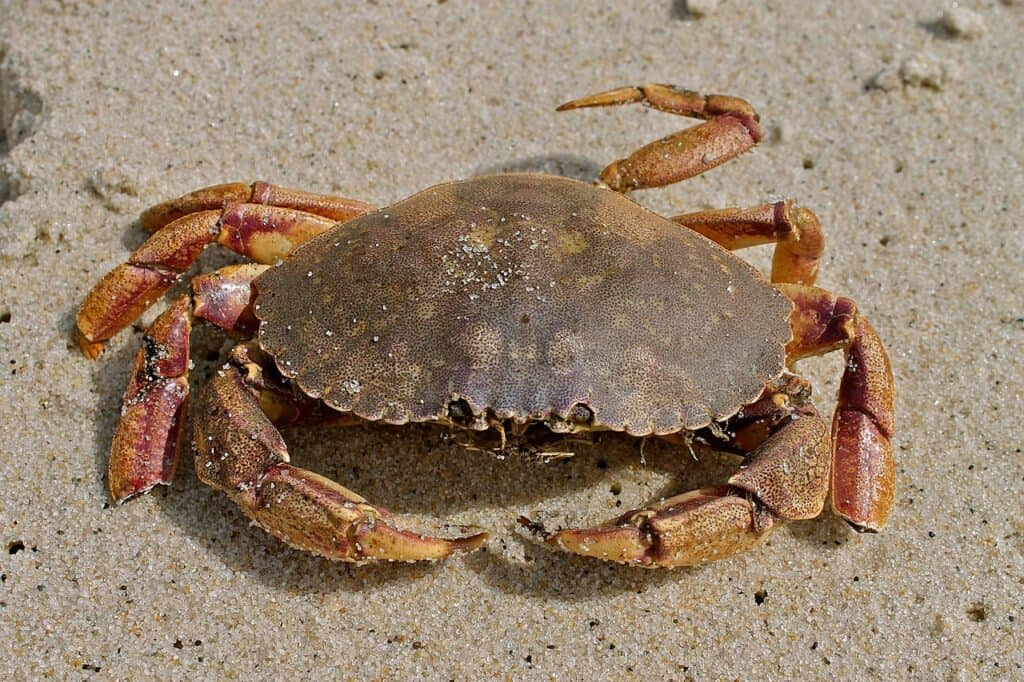 jonah crab vs stone crab