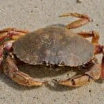 Jonah crab