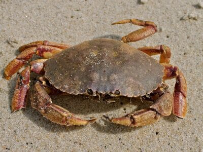 A Jonah Crab