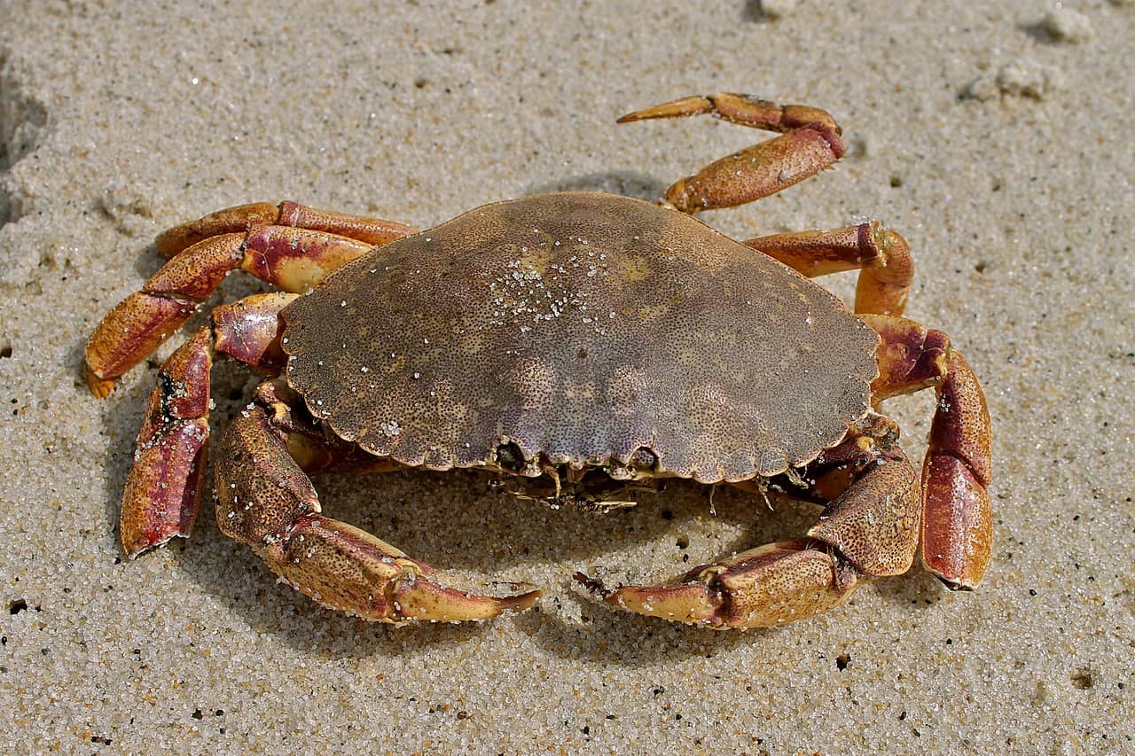 Jonah Crab Animal Facts | Cancer borealis - AZ Animals