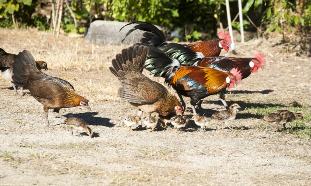 Red Junglefowl chicken flock in the forest, looking for food.