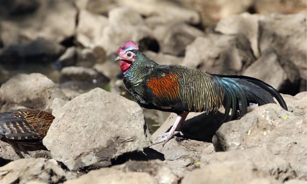 Green Junglefowl (Gallus varius) on Komodo island, Lesser Sundas, Indonesia. Also known as Javan junglefowl or green Javanese junglefowl.