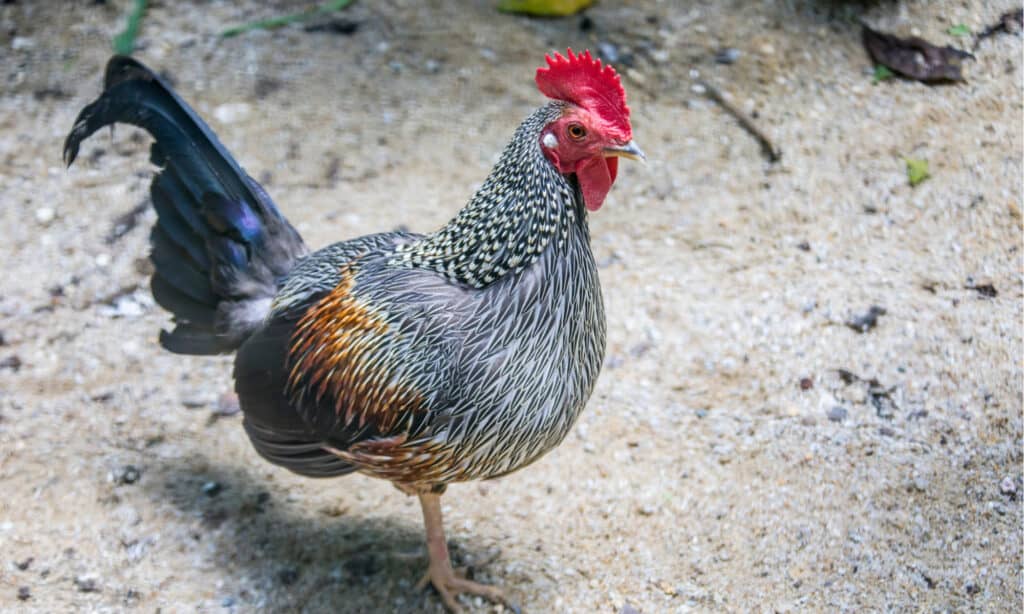 The male grey junglefowl (Gallus sonneratii). It is one of the wild ancestors of domestic fowl together with the red junglefowl and other junglefowls. This species is endemic to India.