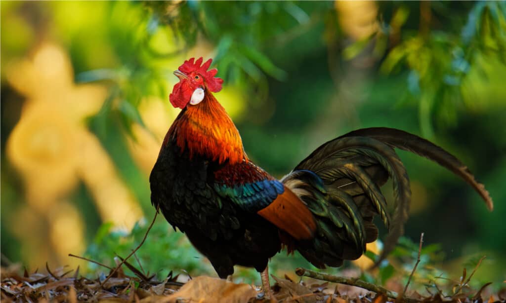 Red Junglefowl - Gallus gallus tropical bird in the family Phasianidae. It is the primary progenitor of the domestic chicken (Gallus gallus domesticus).