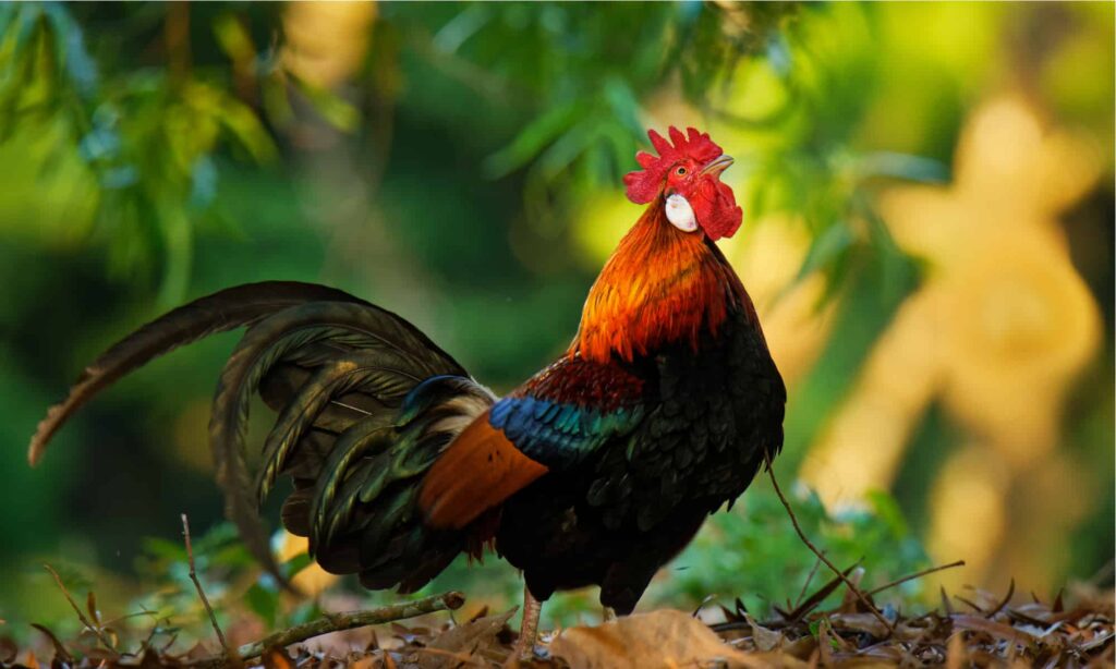 Red Junglefowl - Gallus gallus tropical bird in the family Phasianidae. It is the primary progenitor of the domestic chicken (Gallus gallus domesticus).