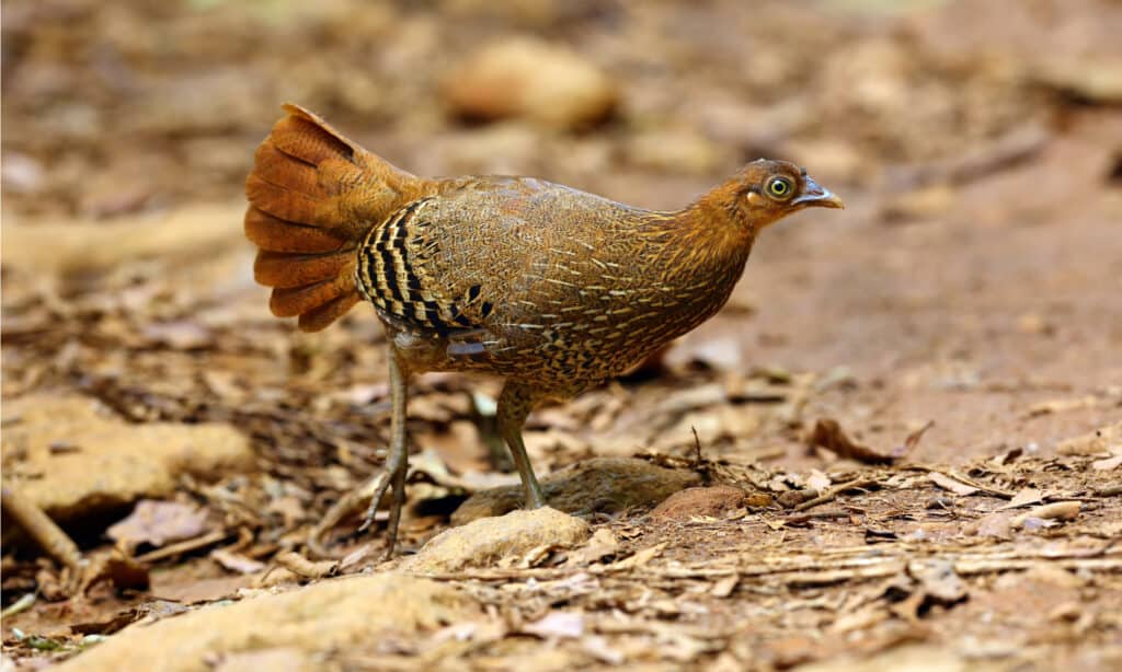 The Sri Lankan junglefowl (Gallus lafayetti ), also known as the Ceylon junglefowl, female looking for food.