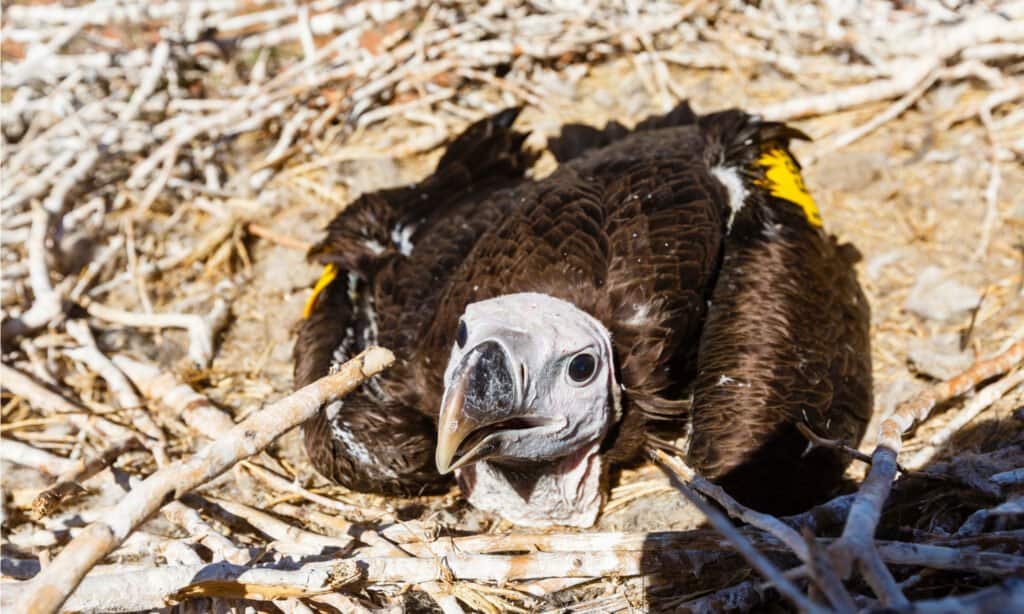 Young lappet-faced vulture in Nest, Jungtier, Namib Desert, Namib-Naukluft-Nationalpark. Lappet-faced vultures build their nests at the tops of thorn trees a good distance away from other vultures.