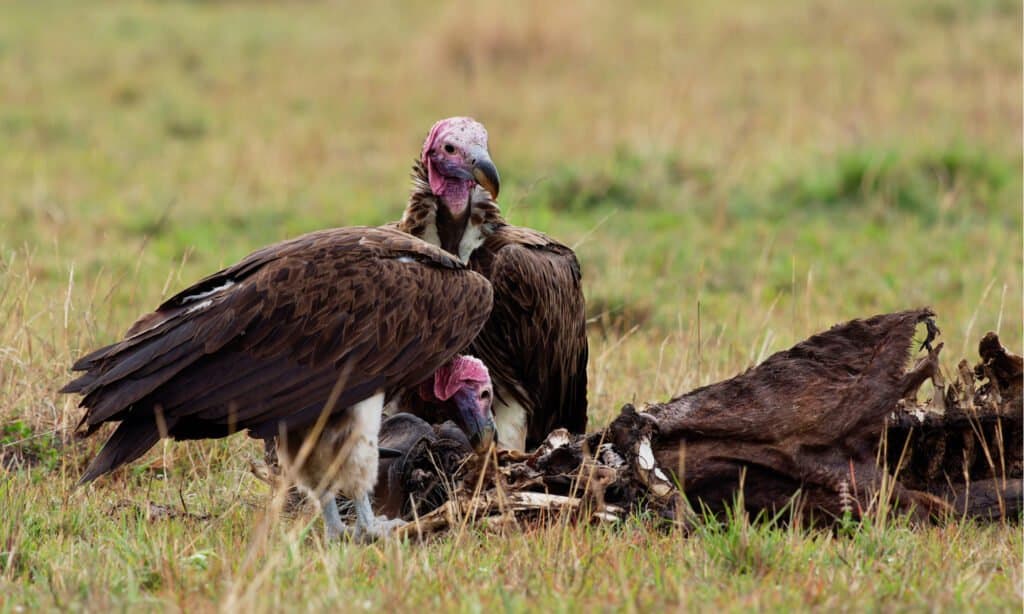 Weeping-faced vulture or Nubian vulture - Torgos tracheliotos, feeding on carcasses in Masai Mara, Kenya. Its size allows it to dominate other scavengers.